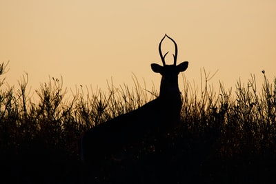 Prime time silhouette of a deer
